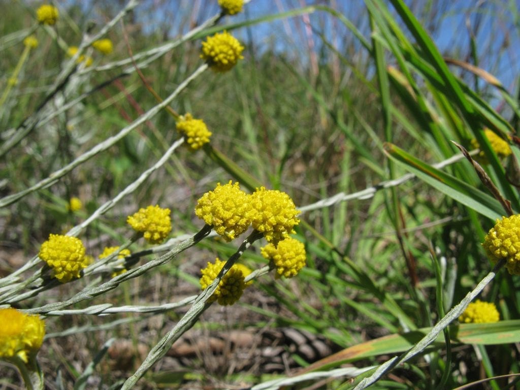 Las flores del Calocephalus son amarillas