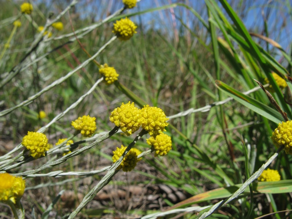 Mata de Calocephalus citreus con sus botones amarillos
