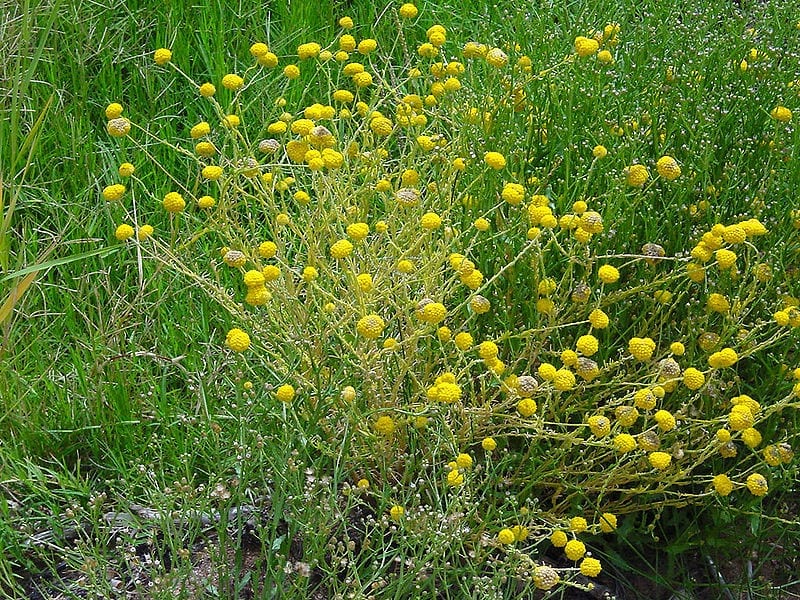 Vista de las flores del Calocephalus platycephalus