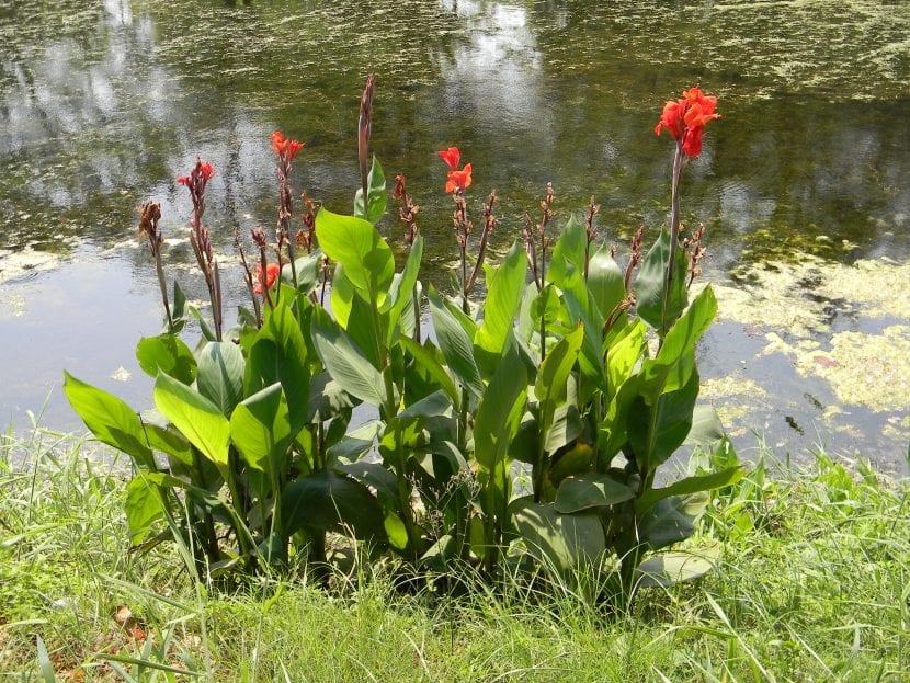 Planta de la Canna indica