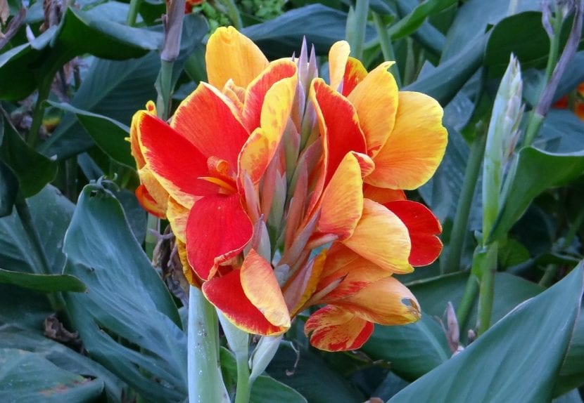 Flores de la Caña de las Indias