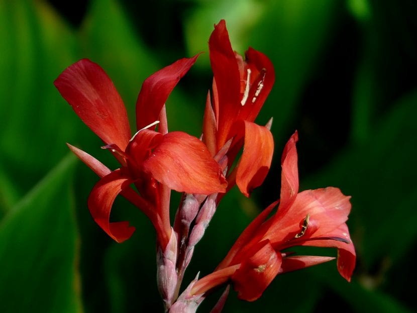 Flores de la Canna indica