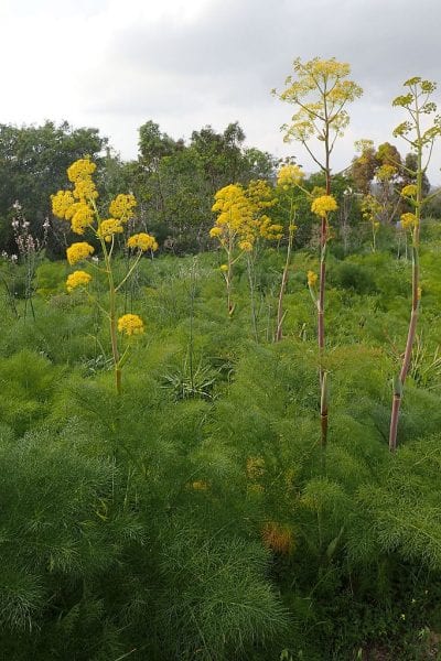 Planta de Ferula communis