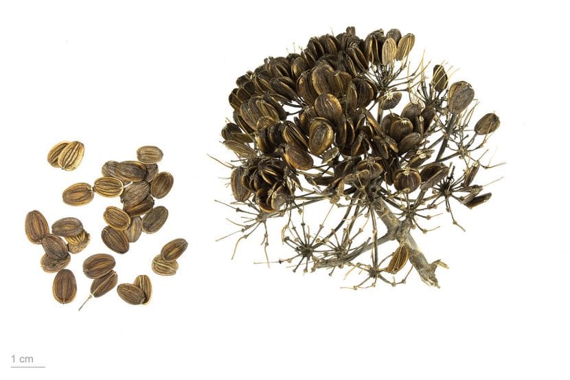 Semillas de Ferula communis