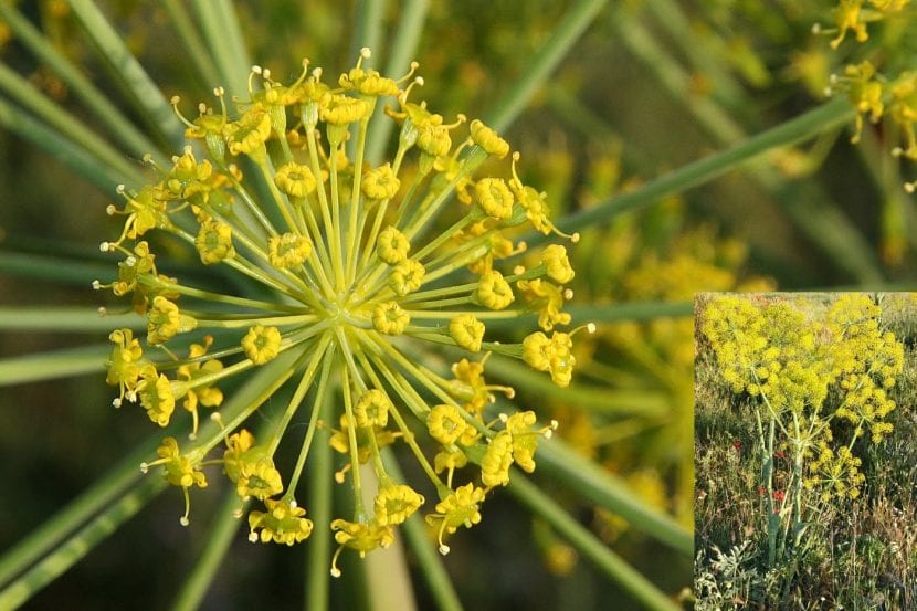 Thapsia villosa en flor