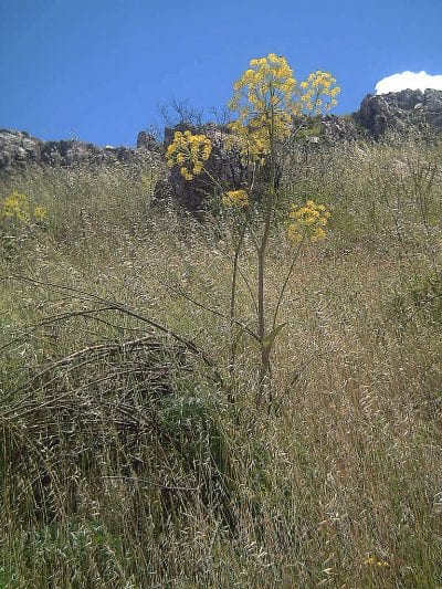 Thapsia villosa en hábitat