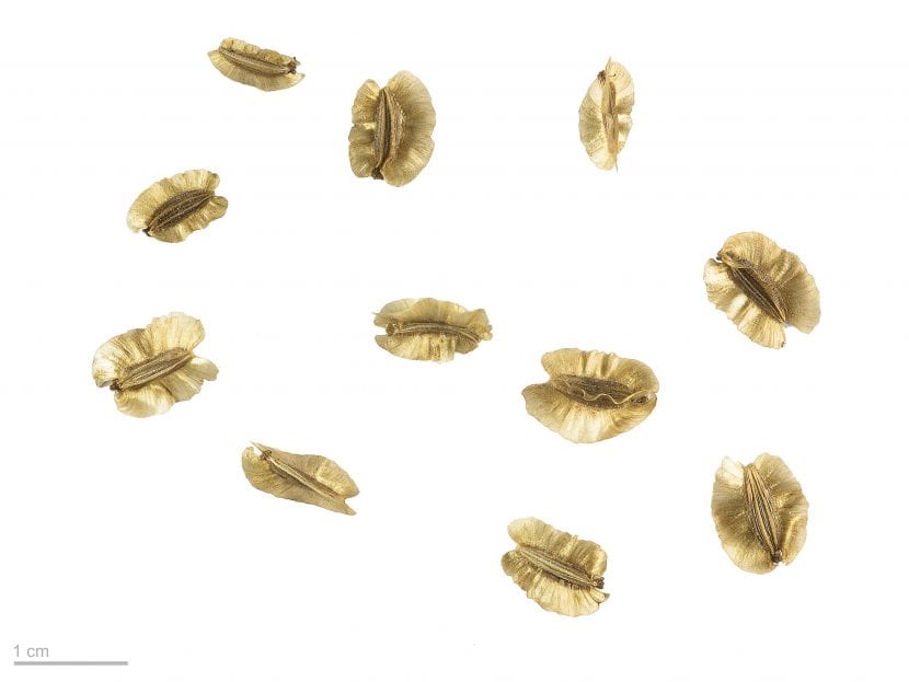 Semillas de Thapsia villosa