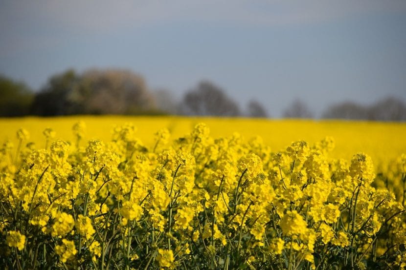 La Brassica napus es una planta herbácea