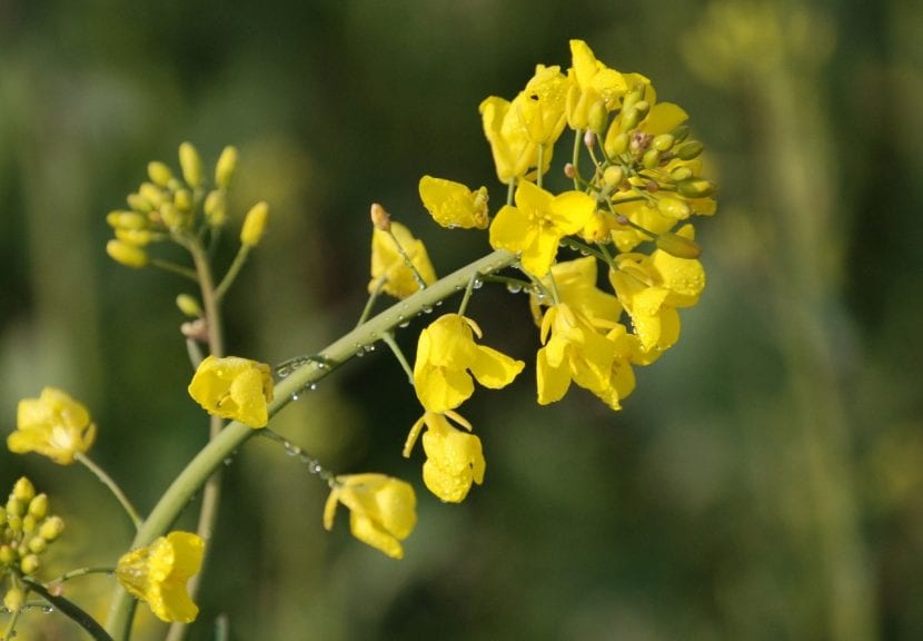 Las flores de la Brassica napus son amarillas