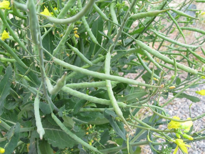 Los frutos de la Brassica napus son alargados