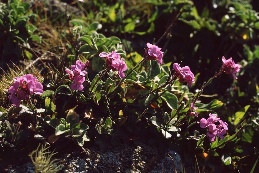 Cuidados de la Arabis blepharophylla