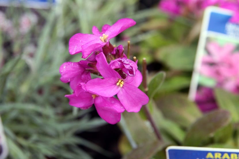 Caracteristicas de la Arabis blepharophylla