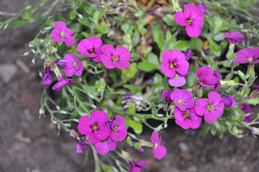 La Arabis blepharophylla al igual que la Arabis caucásica, también pertenece a la familia de las Brassicaceae