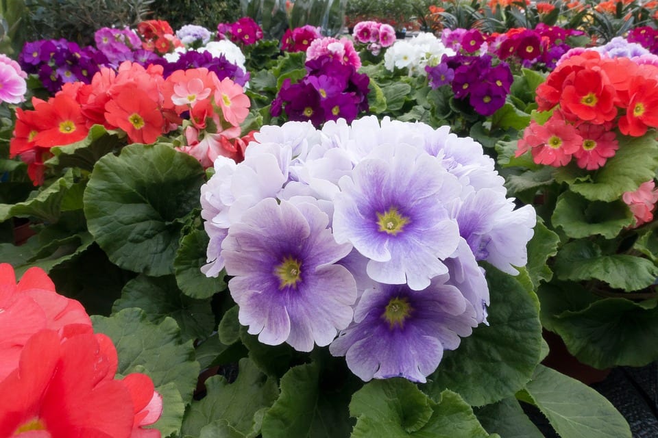 Cuidados de la Primula vulgaris