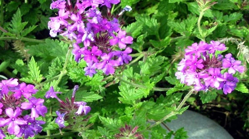 Verbena