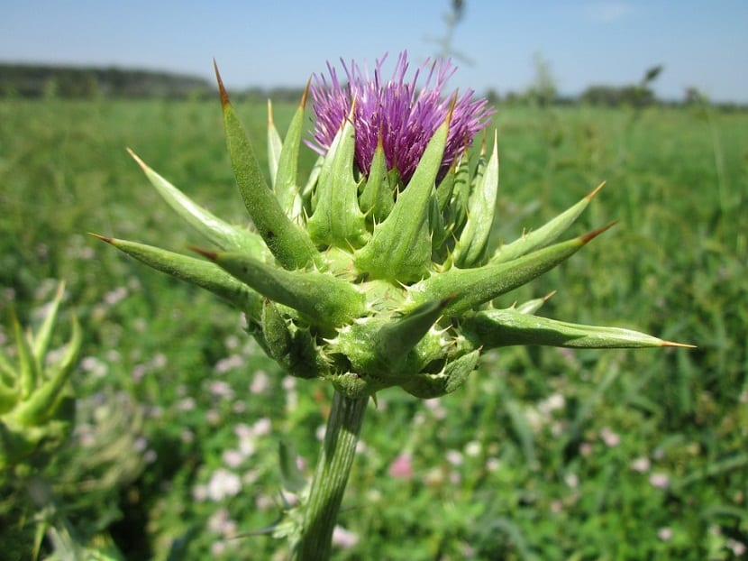 Silybum marianum Gaertn, comúnmente conocido como cardo mariano o cardo lechoso