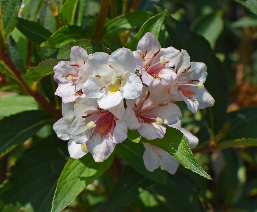 La Abelia es un arbusto de jardín, provisto de una abundante y hermosa floración