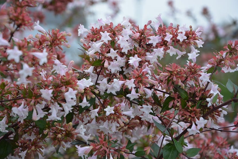 Abelia: cultivo, poda y cuidados del arbusto de flor