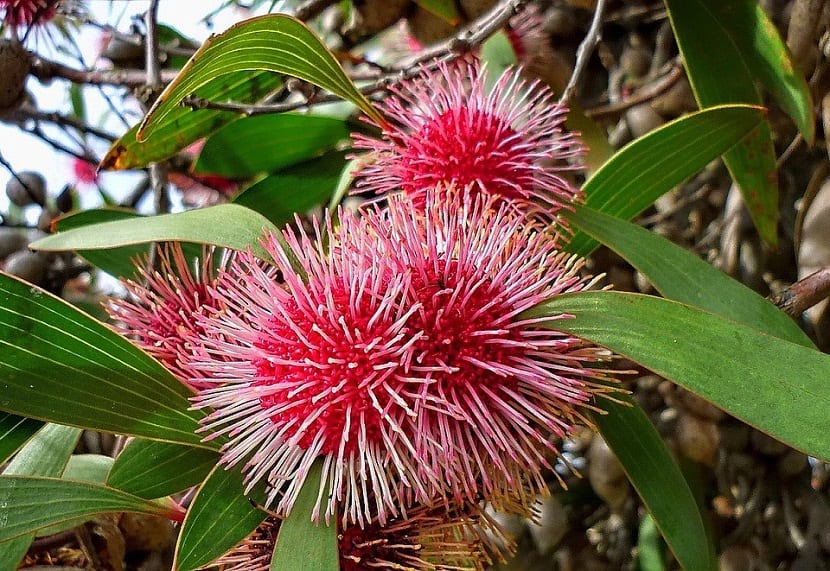 La Hakea Laurina, también llamada Kodjet, Hakea alfiletero y Arbusto Emú