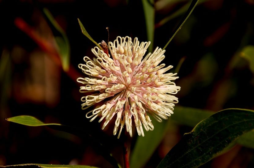 Cultivo y cuidados de la Hakea Laurina