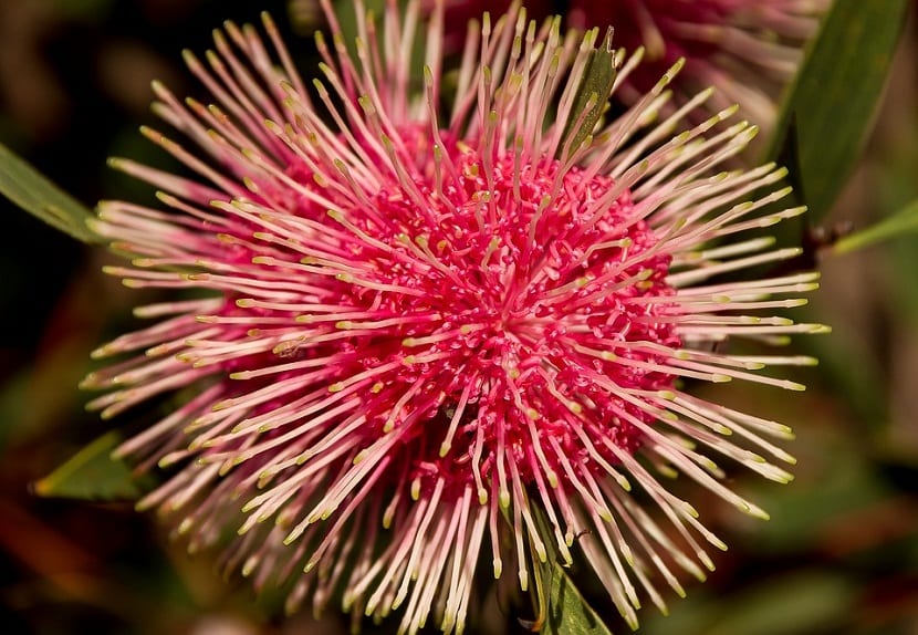 La Hakea Laurina es un arbusto o también un árbol erguido