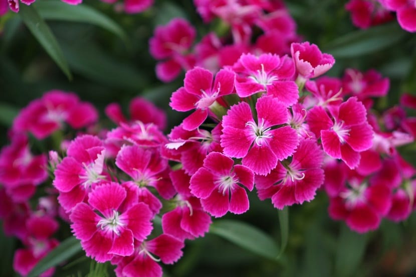 cultivar el Clavel del Poeta