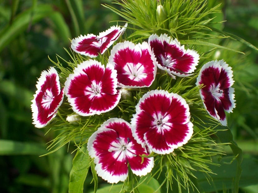 caracteristicas Clavel del Poeta