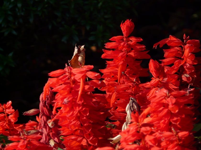 Cuidados de la planta Salvia Splendens