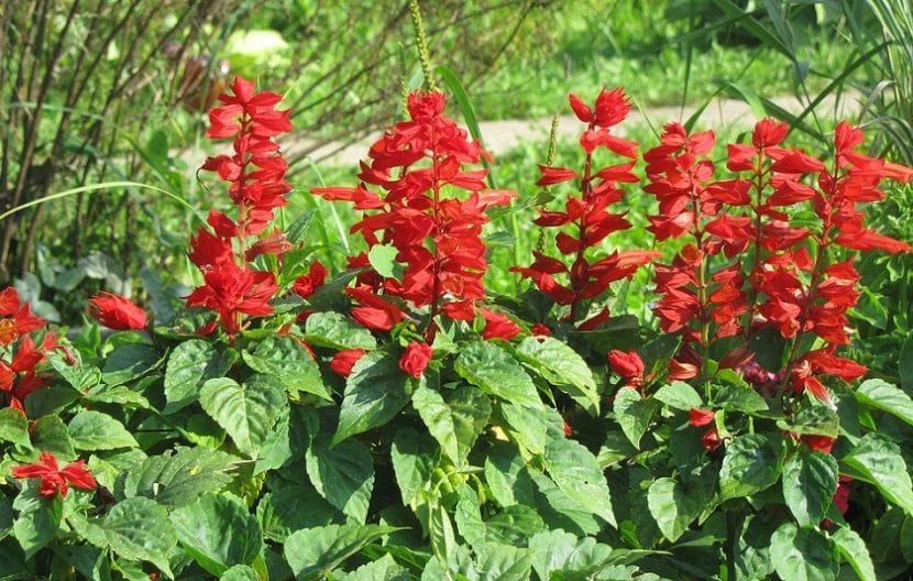 Parterre de verano con salvia roja en floración