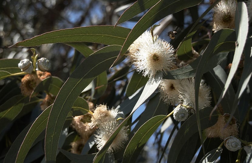 Controversia generada en España por el Eucalyptus Globulus