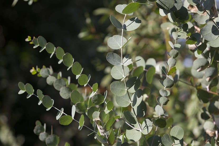 mbiente para el desarrollo del Eucalyptus Globulus