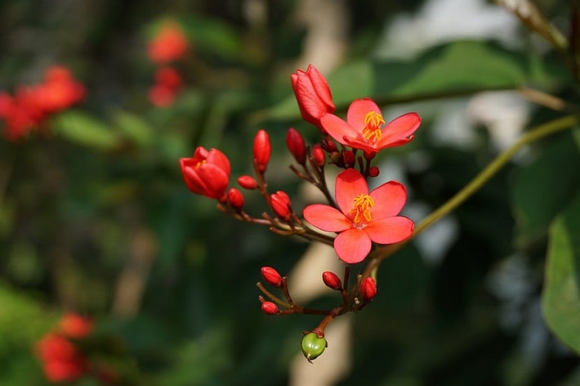 Propiedades de las Begonias