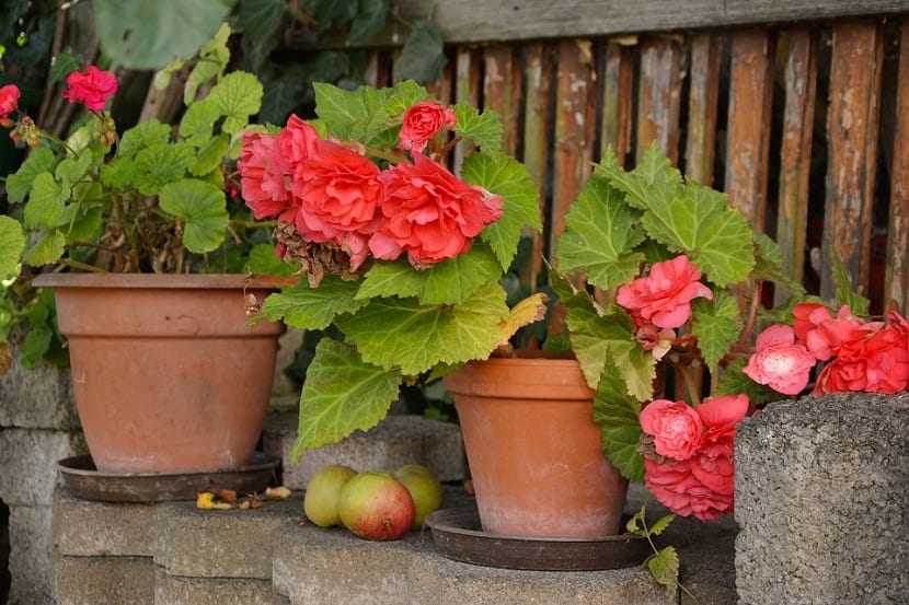 variedades de las Begonias
