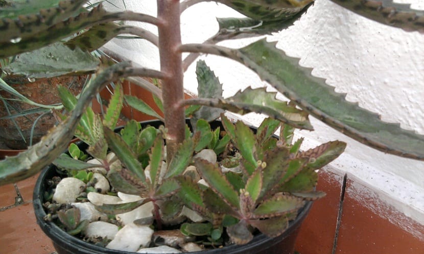 Caracteristicas de la Briophyllum Daigramontianum
