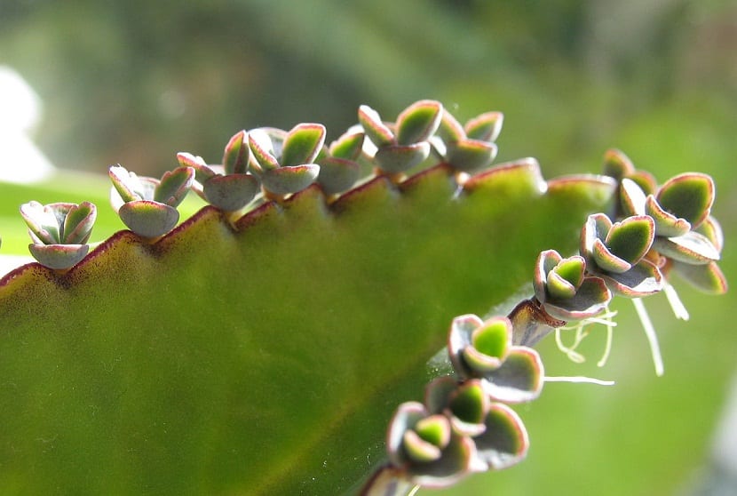 El Briophyllum Daigramontianum llamado vulgarmente Espinazo del Diablo 