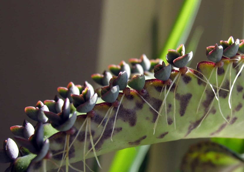 Cuidados de la Briophyllum Daigramontianum