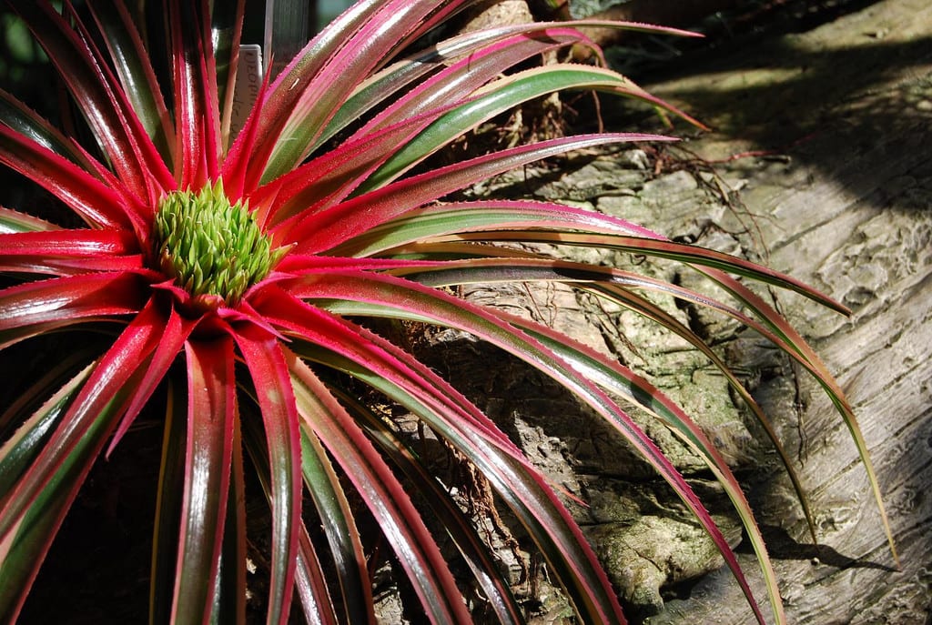 Bromelia × Neophytum: cuidados, riego del vaso e hijuelos