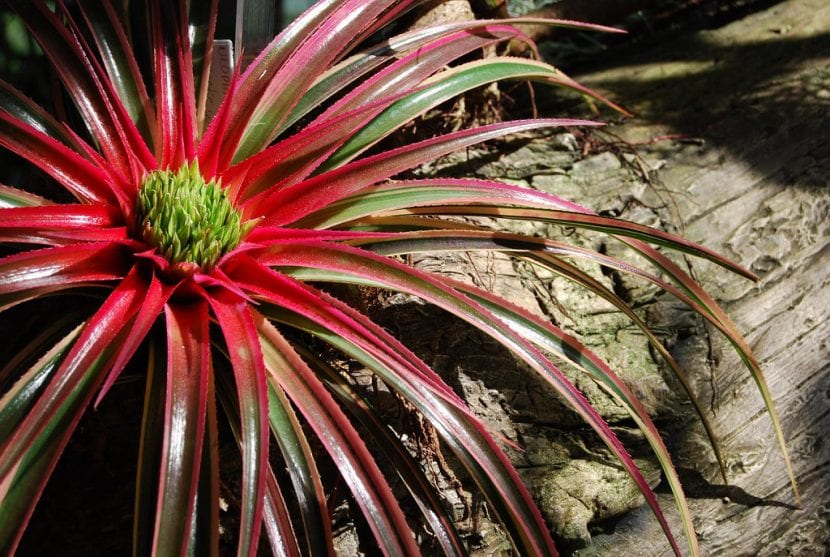 Ejemplar de Neophytum 'Galactic Warrior'