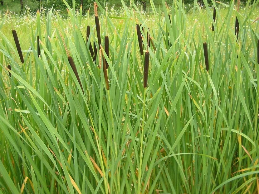 Espigas de Typha latifolia, con la parte femenina compacta y la masculina encima