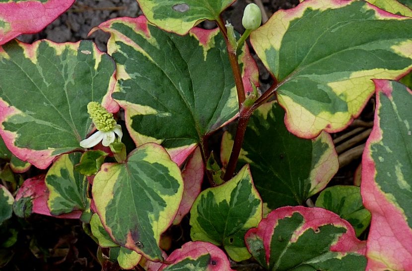 Planta de Houttuynia cordata 'Chameleon''