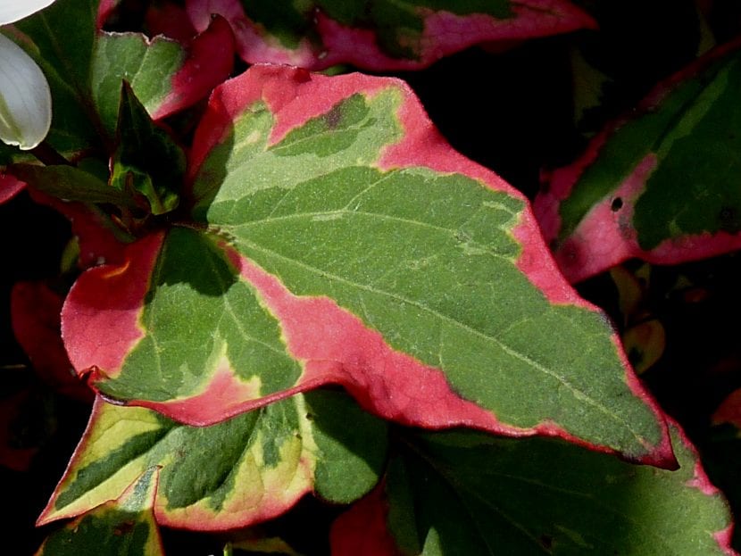 Hoja de la Houttuynia cordata 'Chameleon'