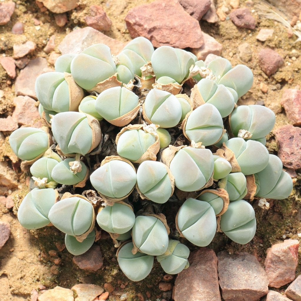 Gibbaeum: cuidados de la suculenta que crece en invierno