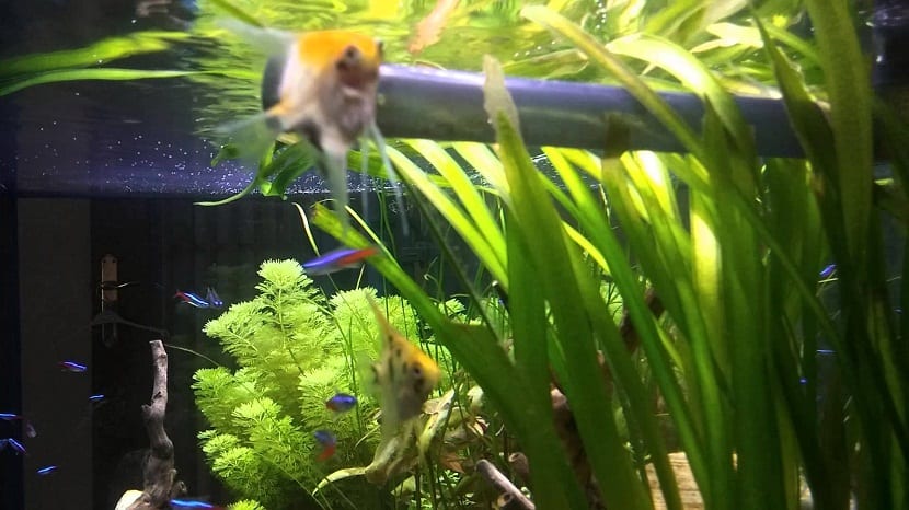 cuidados de la Vallisneria gigantea