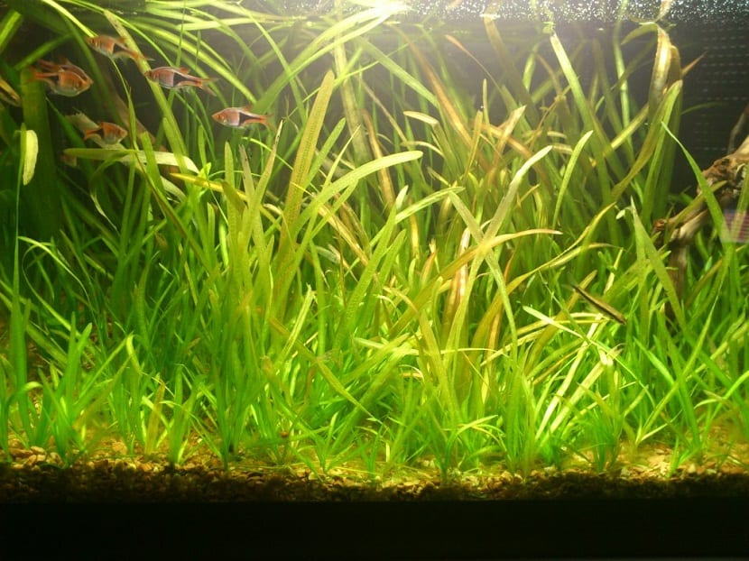 Para que esta planta tenga un excelente desarrollo, requiere de muchos cambios de  agua de manera periódica