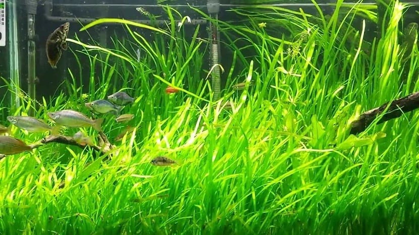 caracteristica de la Vallisneria gigantea