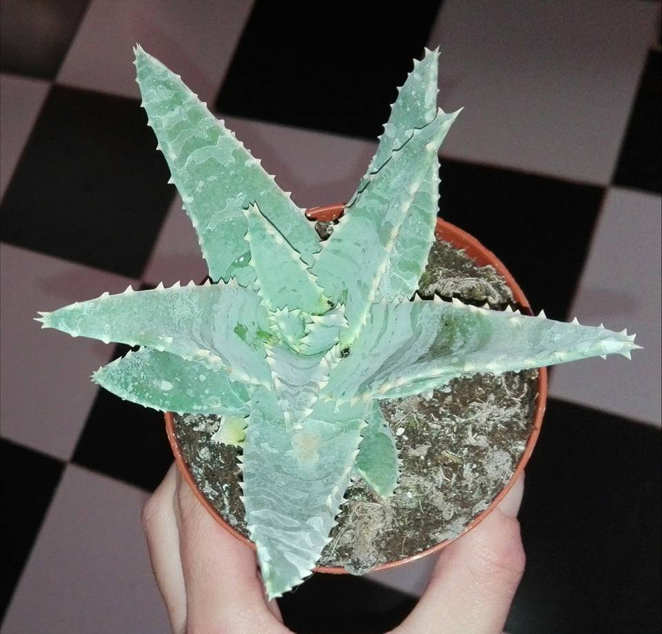 Aloe pillansii: características, cuidados y protección CITES