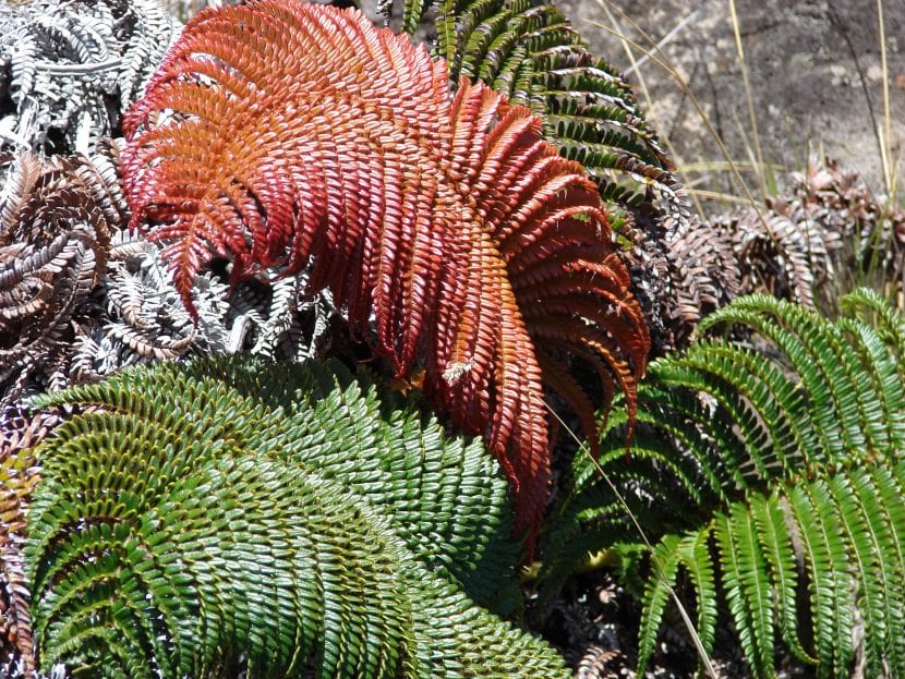 Vista de la hoja nueva de la Sadleria cyatheoides