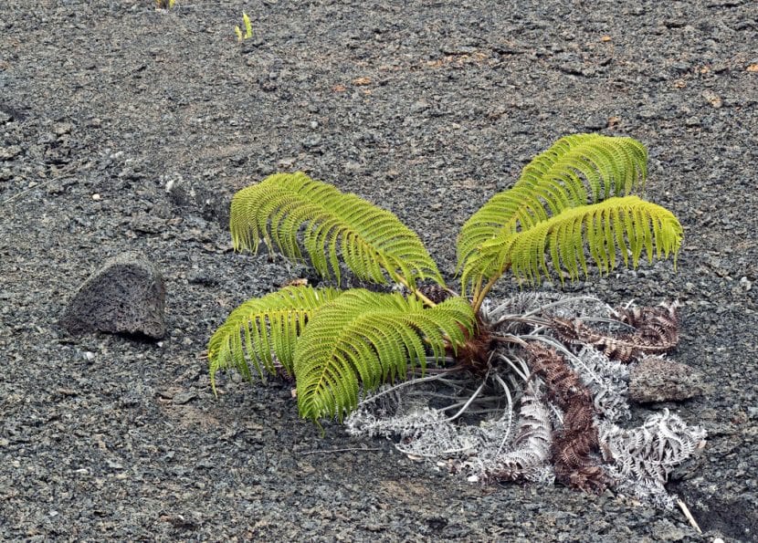 Ejemplar de Sadleria cyatheoides en hábitat