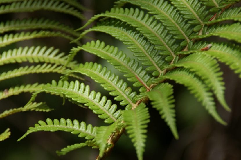 Hojas del helecho Sadleria cyatheoides