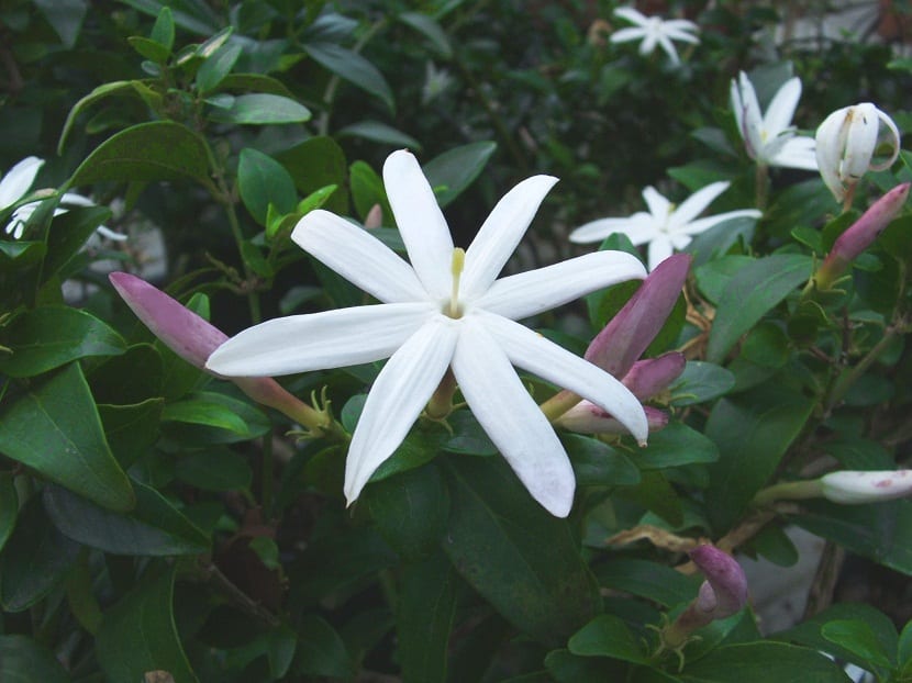 planta llena de flores blancas